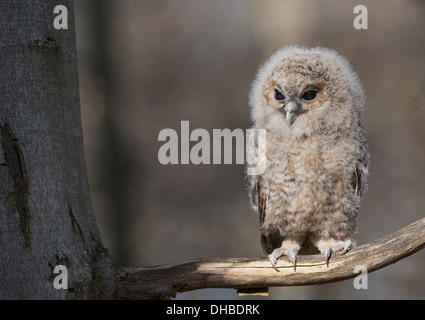 Jeune Chouette hulotte assis sur une branche, Strix Aluco enr., Allemagne, Europe Banque D'Images