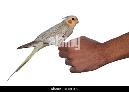 Tame bird cockatiel Nymphicus hollandicus (pet) parrot debout sur une main isolated on white Banque D'Images