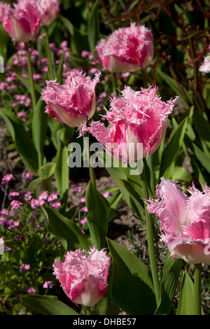 Tulipe rose à franges en lit de jardin Banque D'Images