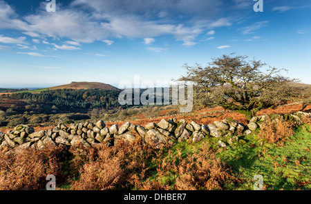 Vue d'automne sur le Parc National de Dartmoor dans le Devon prises à partir de la vers le bas en direction de Tor Tor Burrator et moutons Banque D'Images