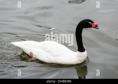 Black-necked Swan nageant dans un étang Banque D'Images