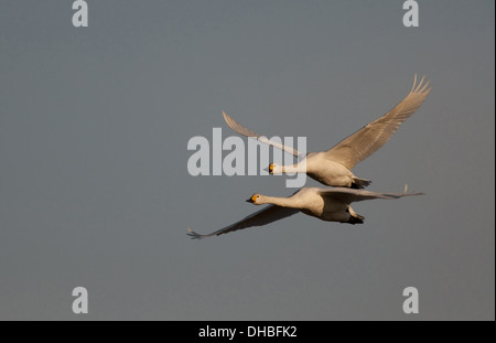 Deux cygnes de Bewick Cygnus bewickii, en vol, l'Allemagne, de l'Europe Banque D'Images