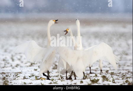 Trois cygnes de Bewick sur un champ winterly, Cygnus bewickii, Germany, Europe Banque D'Images