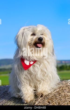 Un petit chien mouillé les cheveux longs s'assied sur une scène extérieure dans la scène. en arrière-plan, la scène du toit et l'arrière du chien, le Banque D'Images