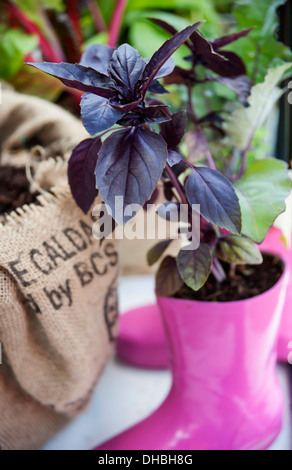 Basilic pourpre Ocimum basilicum purpurescens croissant dans wellington rose vif boot à Hampton Court 2009. La croissance du capital Banque D'Images