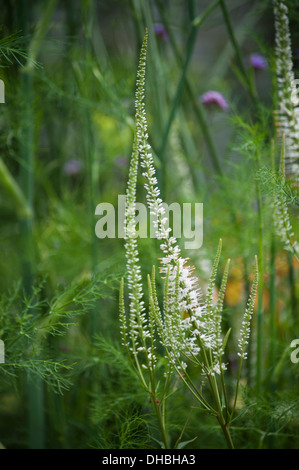 Veronicastrum virginicum 'Album'. Les clochers de petites fleurs blanches, duveteuses, vert parmi le feuillage. Banque D'Images