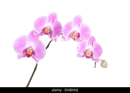 Orchidée Phalaenopsis rose isolé sur fond blanc avec une faible profondeur de champ. Banque D'Images