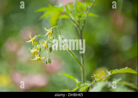 Tomate, Lycopersicon esculentum 'Yellow plum'. Fleurs jaune et vert feuillage de plant de tomate en pleine croissance. Banque D'Images