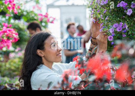 Une serre commerciale dans une pépinière fleurs bio. Un groupe de personnes qui travaillent. Banque D'Images