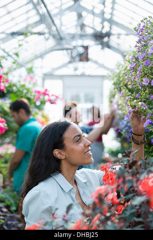 Une serre commerciale dans une pépinière fleurs bio. Un groupe de personnes qui travaillent. Banque D'Images