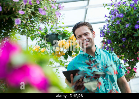 Une serre commerciale dans une pépinière fleurs bio. Homme au travail, à l'aide d'une tablette numérique. Banque D'Images