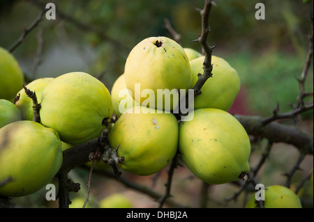 Coing chinois géant, Chaenomeles cathayensis. Une grappe de fruits mûrs sur une branche en automne. Banque D'Images