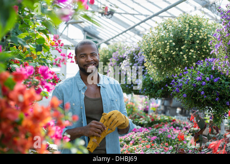 Une serre commerciale dans une pépinière fleurs bio. L'homme travaillant, contrôle et entretien des fleurs. Banque D'Images