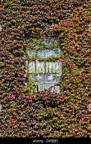 Du Parthenocissus tricuspidata lierre de Boston à travers une fenêtre de plus en plus délabrées et l'unité de climatisation sur un appartement à New York Banque D'Images