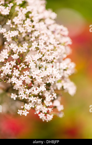 Libre de fleur de valériane (Valeriana officinalis) Banque D'Images