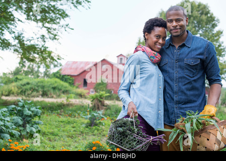 Un potager bio à la ferme. Un couple portant des paniers de fraîchement récolté le maïs en épi et les légumes feuilles vert. Banque D'Images
