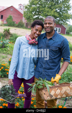 Un potager bio à la ferme. Un couple portant des paniers de fraîchement récolté le maïs en épi et les légumes feuilles vert. Banque D'Images