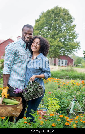 Un potager bio à la ferme. Un couple portant des paniers de fraîchement récolté le maïs en épi et les légumes feuilles vert. Banque D'Images