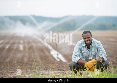 Une ferme maraîchère biologique, avec aspersion d'eau irrigation des champs. Un homme en vêtements de travail. Banque D'Images
