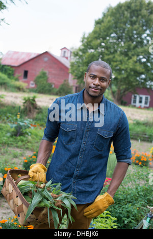 Un potager bio à la ferme. Un homme portant un panier de fraîchement récolté le maïs en épi. Banque D'Images