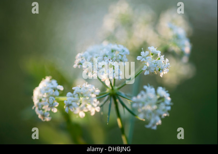 Carotte, Daucus carota Carotte sauvage:. Fleurs blanches en ombelles, douce lumière dorée. Banque D'Images