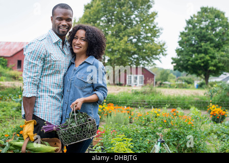 Un potager bio à la ferme. Un couple portant des paniers de fraîchement récolté le maïs en épi et les légumes feuilles vert. Banque D'Images