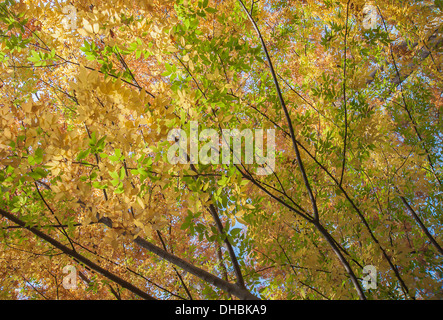 Lilas japonais, Zelkova, serrrata vue du dessous à la recherche jusqu'à la canopée de rétroéclairé feuilles tournant orange. Banque D'Images