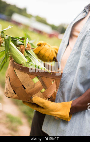 Travailler sur une ferme biologique. Un homme tenant un panier plein de maïs en épi, les légumes fraîchement cueilli. Banque D'Images