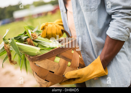 Travailler sur une ferme biologique. Un homme tenant un panier plein de maïs en épi, les légumes fraîchement cueilli. Banque D'Images