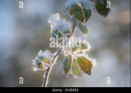 Wild Blackberry, Rubus fruticosus, givré les feuilles d'automne avec le gel. Banque D'Images