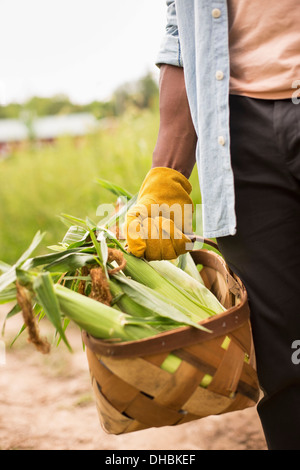 Travailler sur une ferme biologique. Un homme tenant un panier plein de maïs en épi, les légumes fraîchement cueilli. Banque D'Images