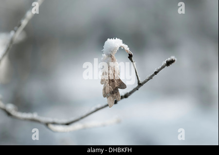 Chêne sessile, Quercus petraea, pendaison de feuilles couvertes de neige sur une branche. Banque D'Images