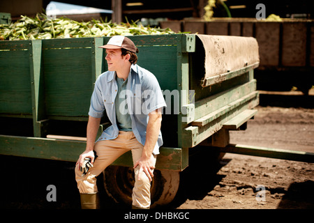 Une remorque récoltés des épis de maïs le maïs en épi. Prêts pour la distribution d'aliments biologiques. Farmer assis sur la roue de la remorque au repos. Banque D'Images