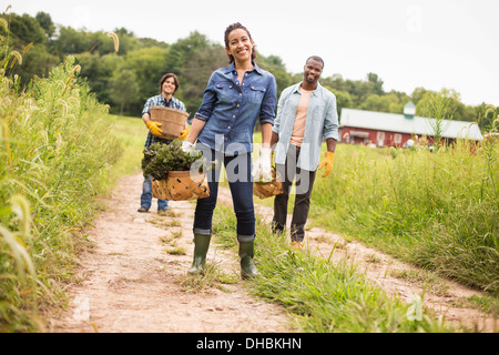 Trois personnes travaillant sur une ferme biologique. Marcher le long d'un chemin portant des paniers remplis de légumes. Banque D'Images