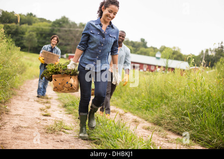 Trois personnes travaillant sur une ferme biologique. Marcher le long d'un chemin portant des paniers remplis de légumes. Banque D'Images