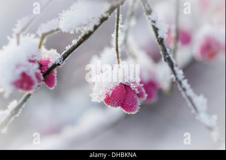 L'arbre de fusée, Euonymus europaeus, fermer la vue de l'intérieur de baies orange extérieur rose cas couverts de neige. Banque D'Images