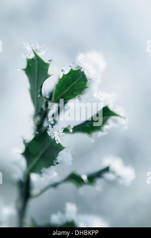 Houx, Ilex aquifolium, feuilles avec de la neige fondue sur un fond bleu pâle. Banque D'Images