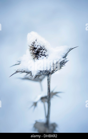 Holly mer ou Miss Wilmott's Ghost, Eryngium giganteum, seedhead rempli de neige. Banque D'Images