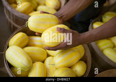 Une ferme la culture et la vente de légumes et fruits biologiques. Un homme à rayures la récolte de courges. Banque D'Images