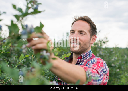 Verger de fruits biologiques. La cueillette des bleuets, un homme Cyanococcus, fruits. Banque D'Images