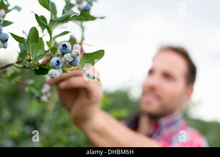 Verger de fruits biologiques. La cueillette des bleuets, un homme Cyanococcus, fruits. Banque D'Images