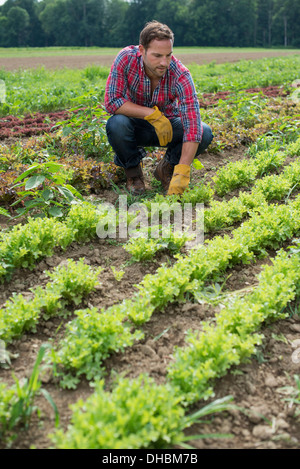 Un homme dans un champ de petite salade de plantes poussant dans les sillons. Banque D'Images