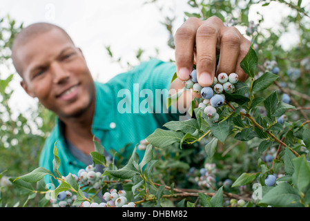 Verger de fruits biologiques. La cueillette des bleuets, un homme Cyanococcus, fruits. Banque D'Images