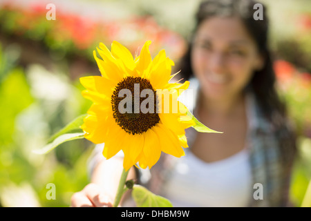 Une ferme la culture et la vente de légumes et fruits biologiques. Une femme tenant un grand tournesol. Banque D'Images