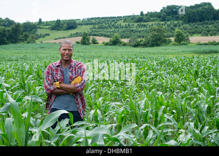 Un homme debout dans un champ de maïs, sur une ferme biologique. Banque D'Images