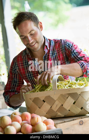 Une ferme stand avec des légumes et fruits biologiques. Un homme le tri des haricots dans un panier. Banque D'Images