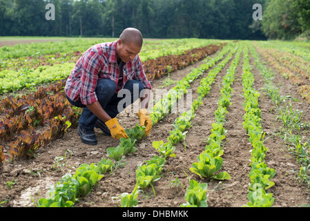 Un homme dans un champ de petite salade de plantes poussant dans les sillons. Banque D'Images