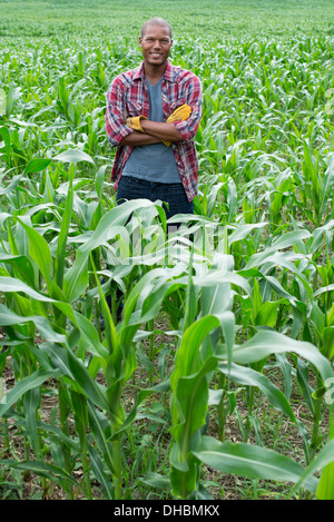 Un homme debout dans un champ de maïs, sur une ferme biologique. Banque D'Images