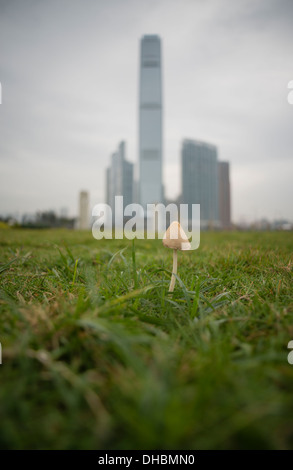 L'herbe et une croissance de champignons en face de bâtiments, y compris la CPI, dans l'Ouest de Kowloon à Hong Kong le 13 novembre 2013. Banque D'Images
