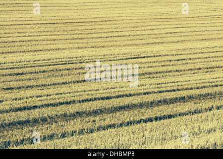 Chaume dans un champ de blé dans la prairie à Palouse dans l'État de Washington. Banque D'Images